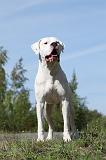 DOGUE ARGENTIN 008
